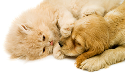 Cat and Dog playing together